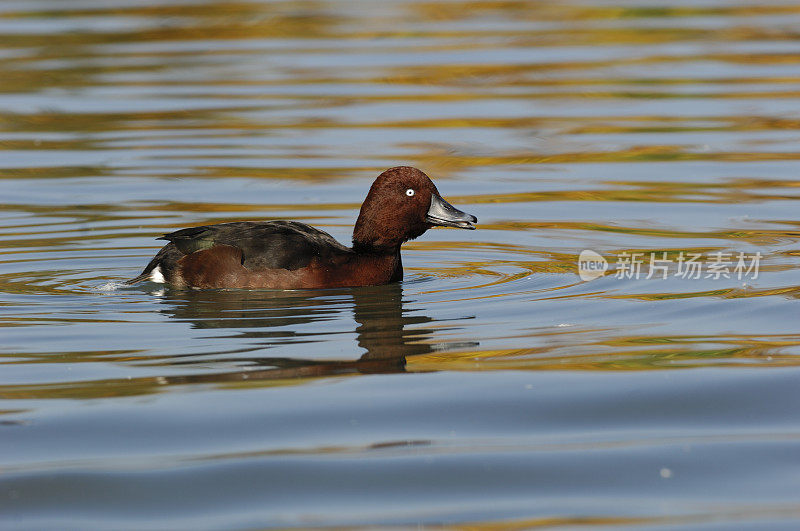 Ferruginous鸭子(Aythya nyroca)